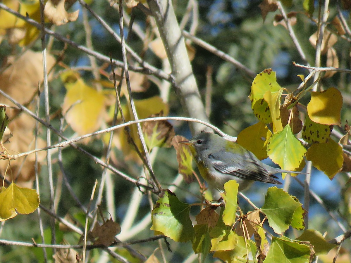 Northern Parula - Tim Gunderson