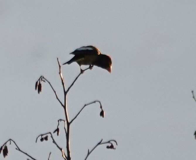 Evening Grosbeak - Robin Collman