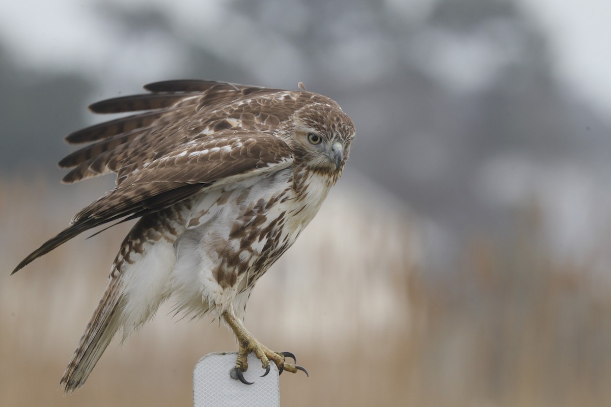 Red-tailed Hawk - Jun Tsuchiya