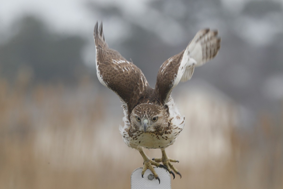 Red-tailed Hawk - ML613587509