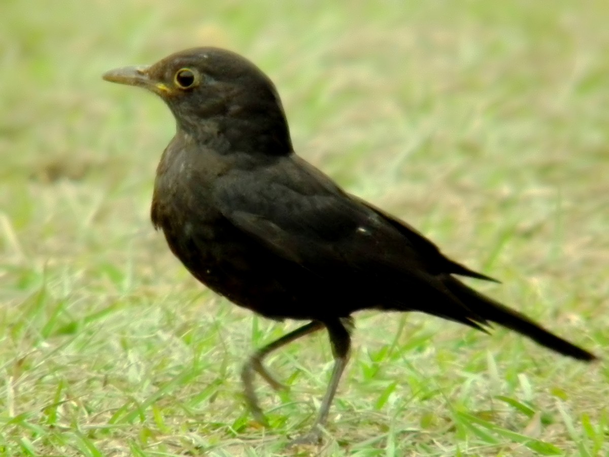 Chinese Blackbird - ML613587513