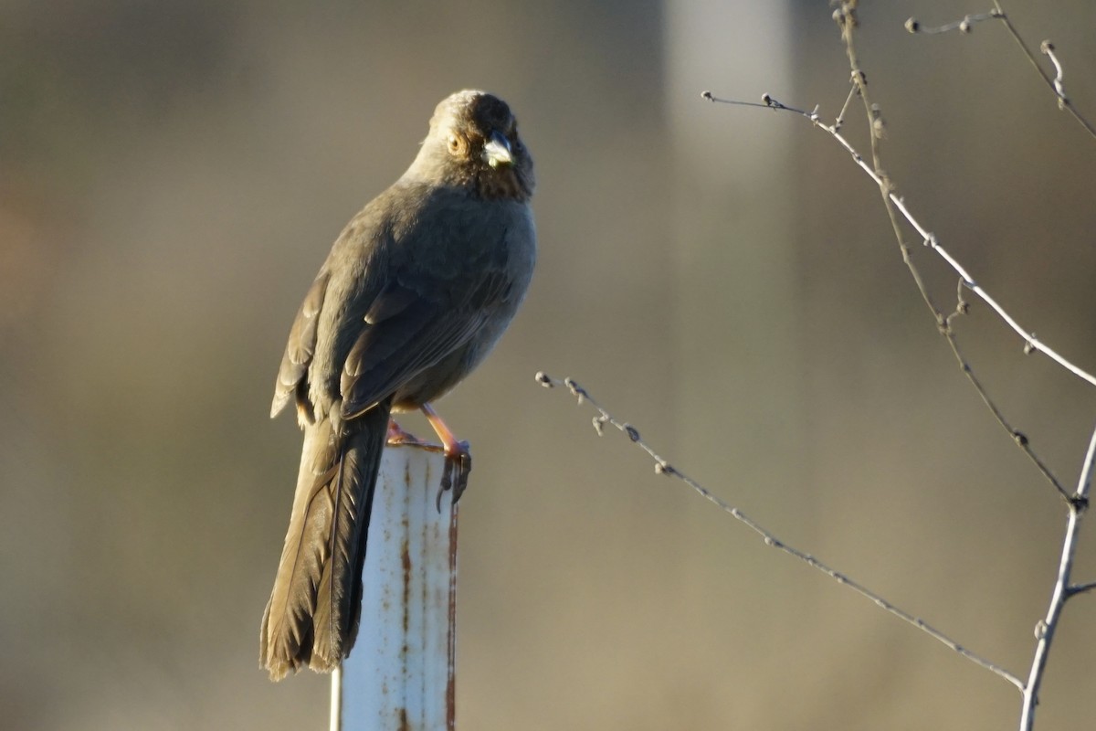 California Towhee - ML613587515