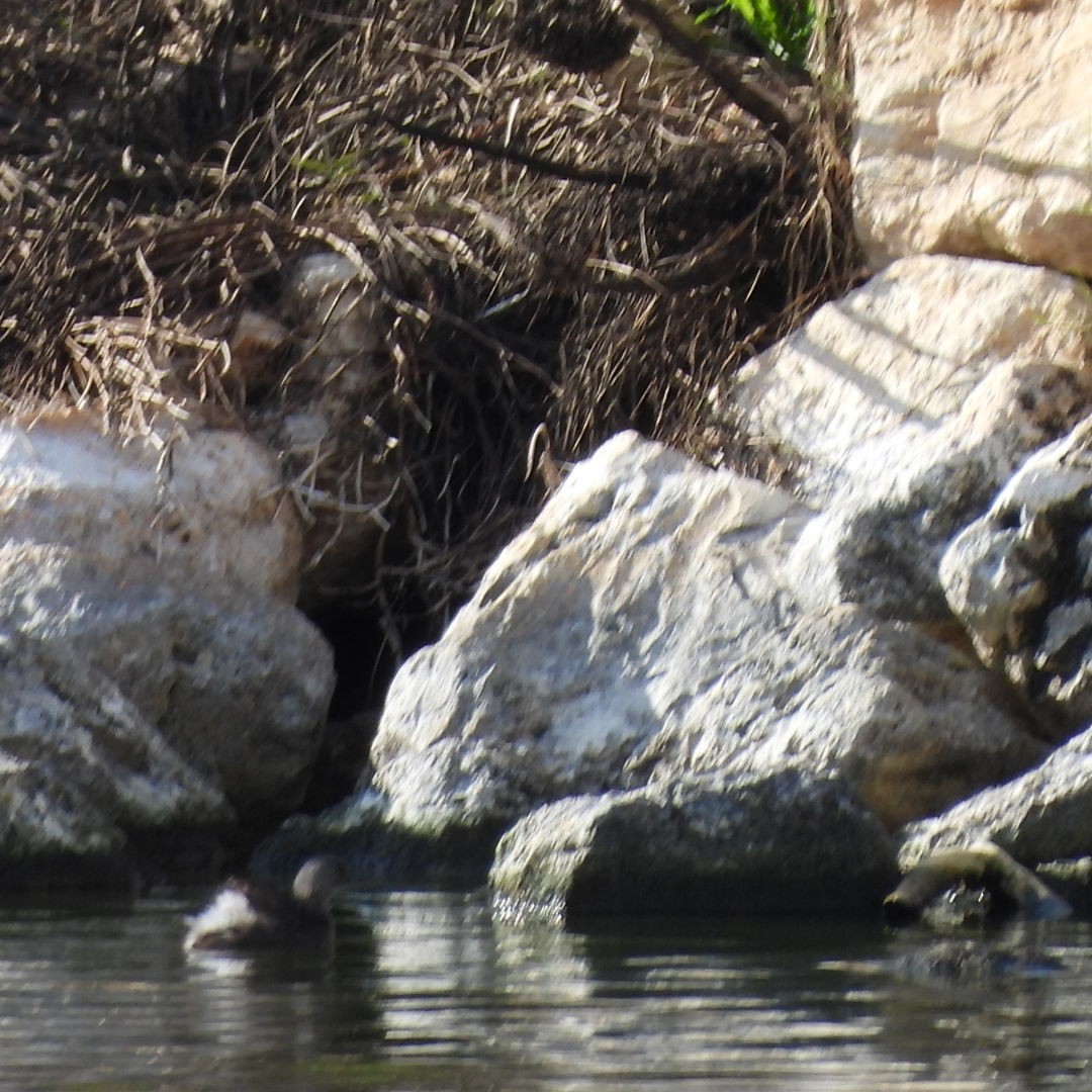 Least Grebe - Charles Trent