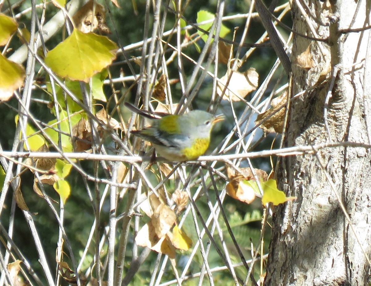 Northern Parula - ML613587526