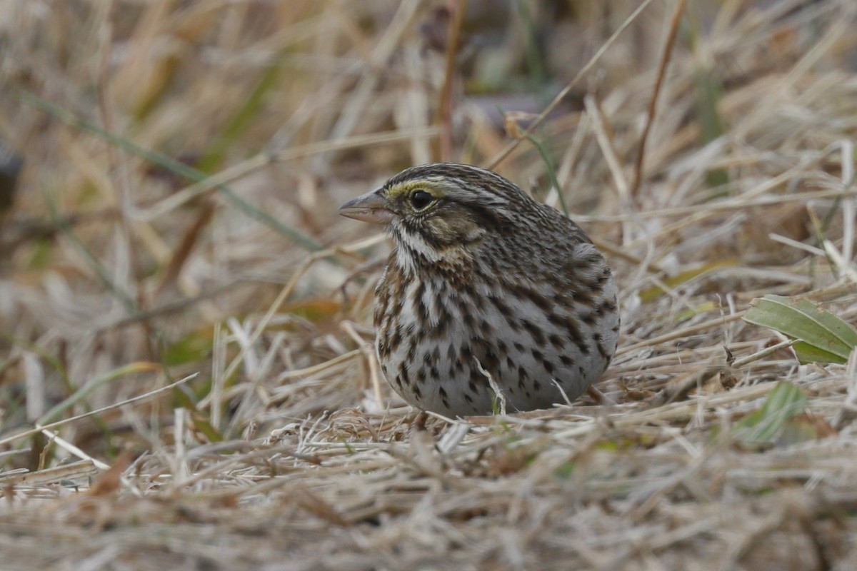 Savannah Sparrow - ML613587540