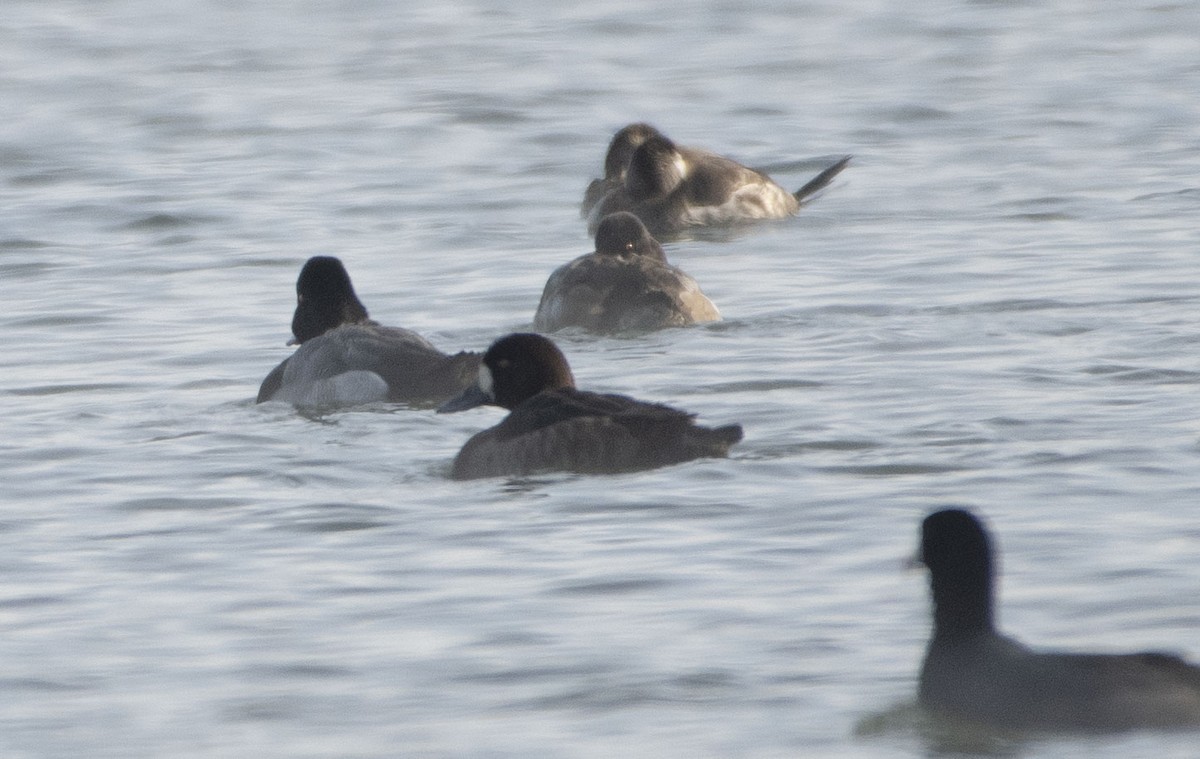 Greater Scaup - ML613587553