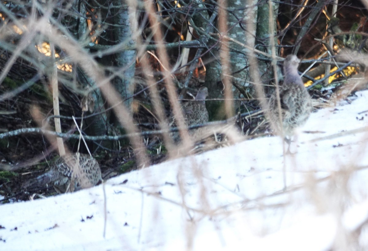 Ring-necked Pheasant - ML613587555