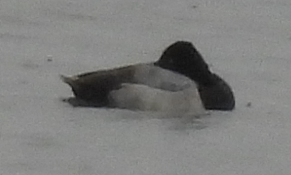 Lesser Scaup - ML613587566