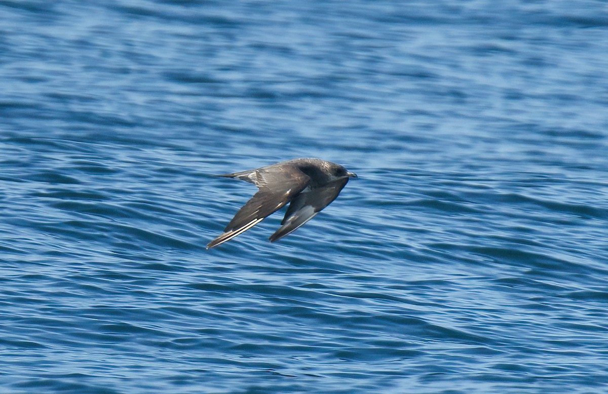 Parasitic Jaeger - Jane Mygatt