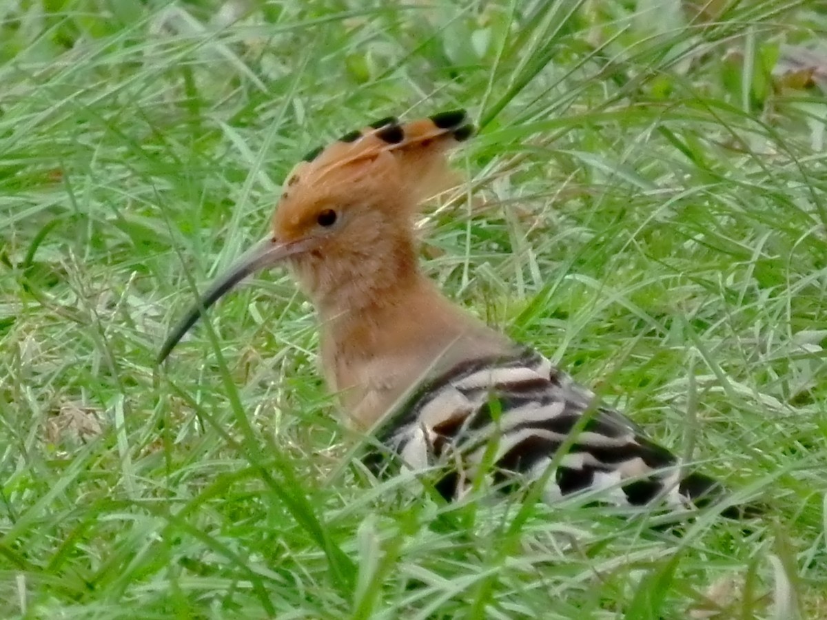 Eurasian Hoopoe - ML613587592