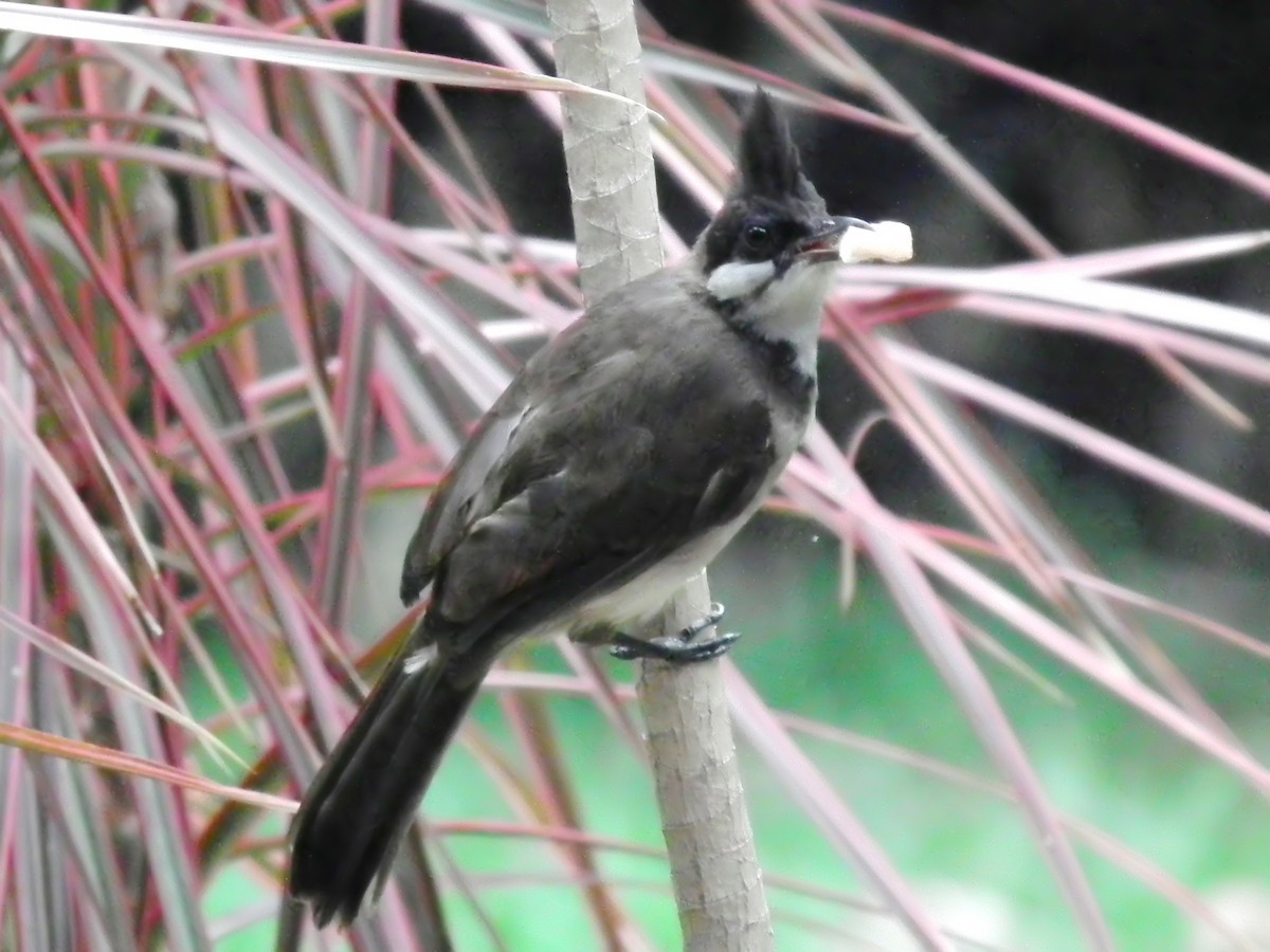 Red-whiskered Bulbul - ML613587605