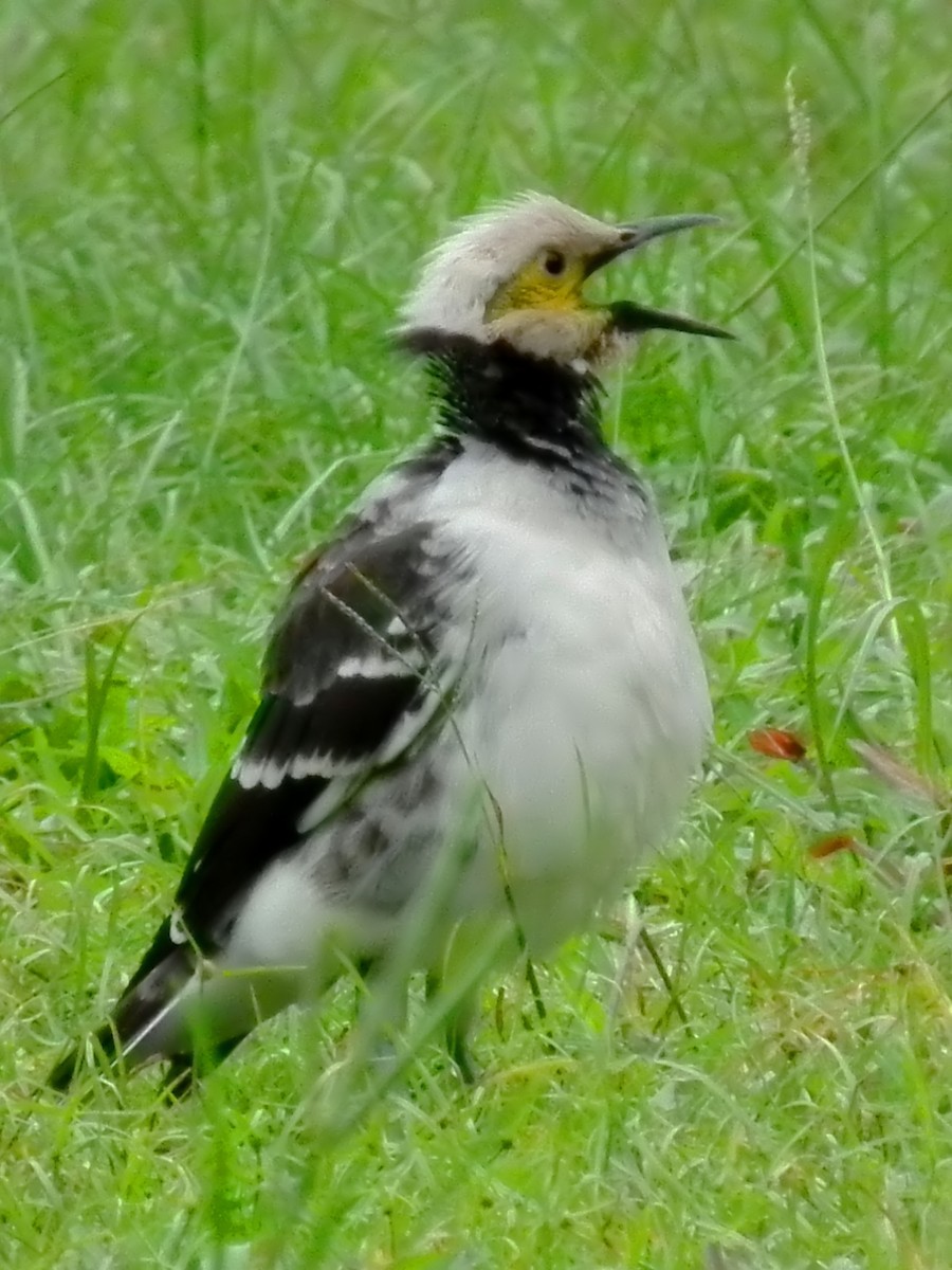 Black-collared Starling - ML613587618