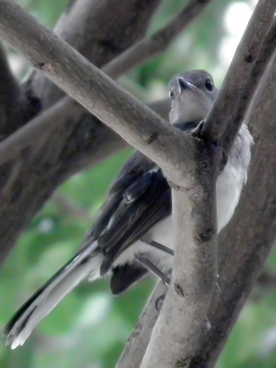 Oriental Magpie-Robin - ML613587625