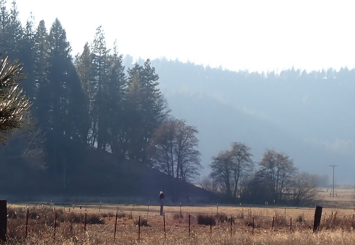 Bald Eagle - ML613587642
