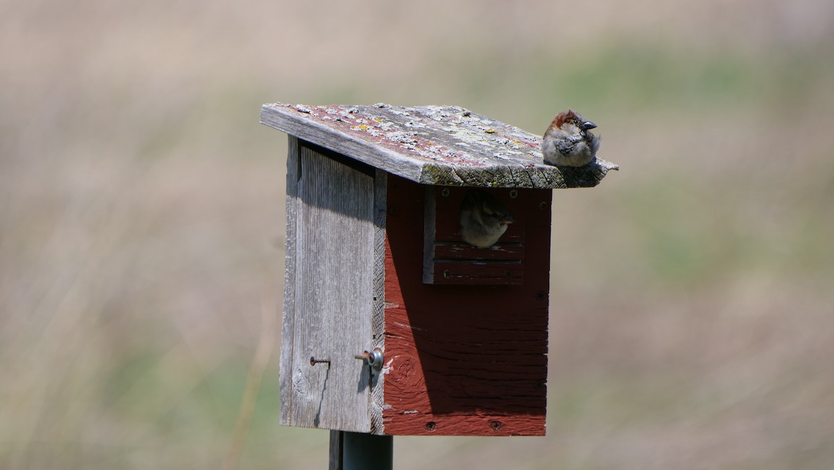 House Sparrow - Mike Grant