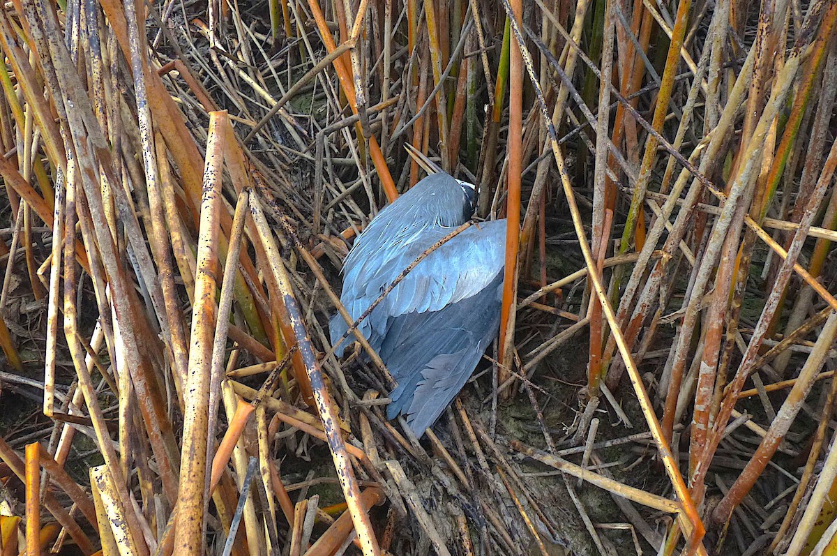 Great Blue Heron - ML613587681