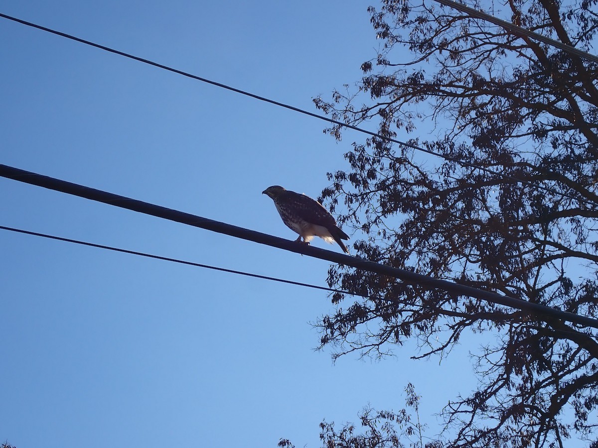 Red-tailed Hawk - ML613587682