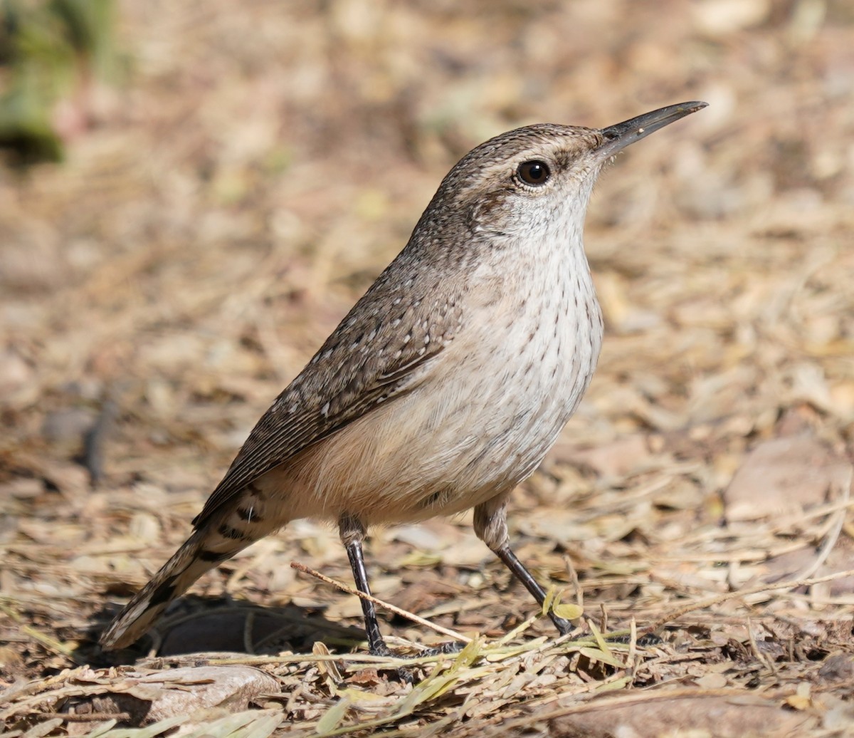 Rock Wren - Marcia Lincoln