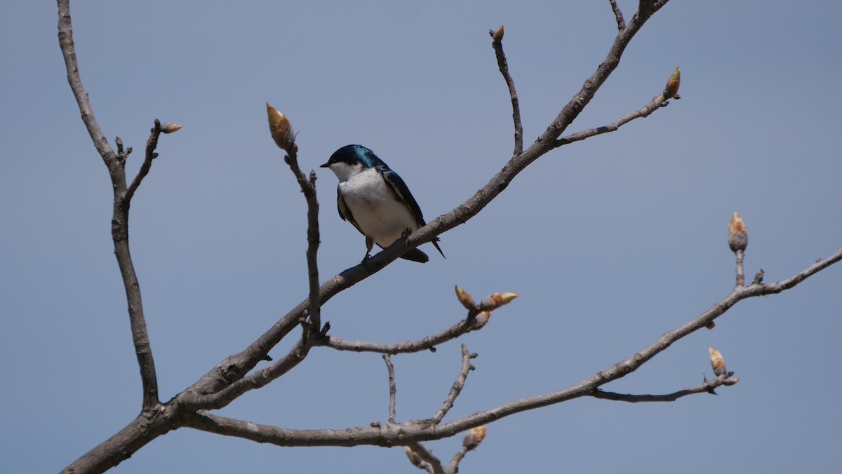 Tree Swallow - Mike Grant