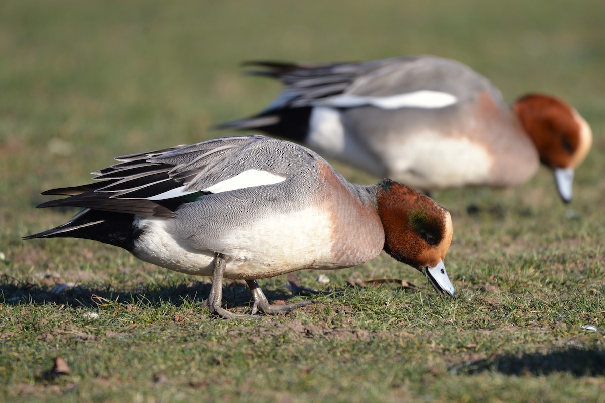 Eurasian x American Wigeon (hybrid) - Henry deJong