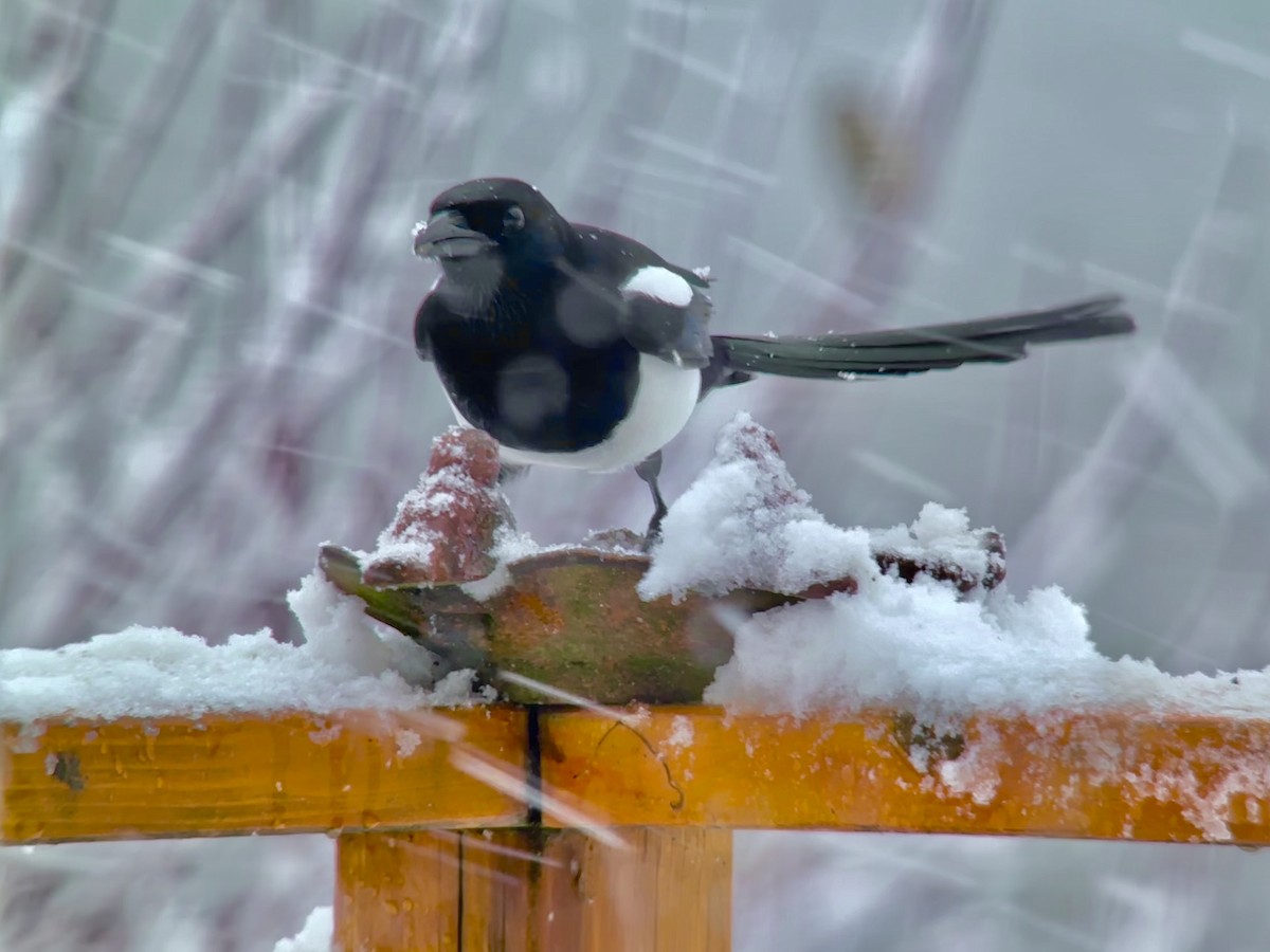 Black-billed Magpie - Detlef Buettner