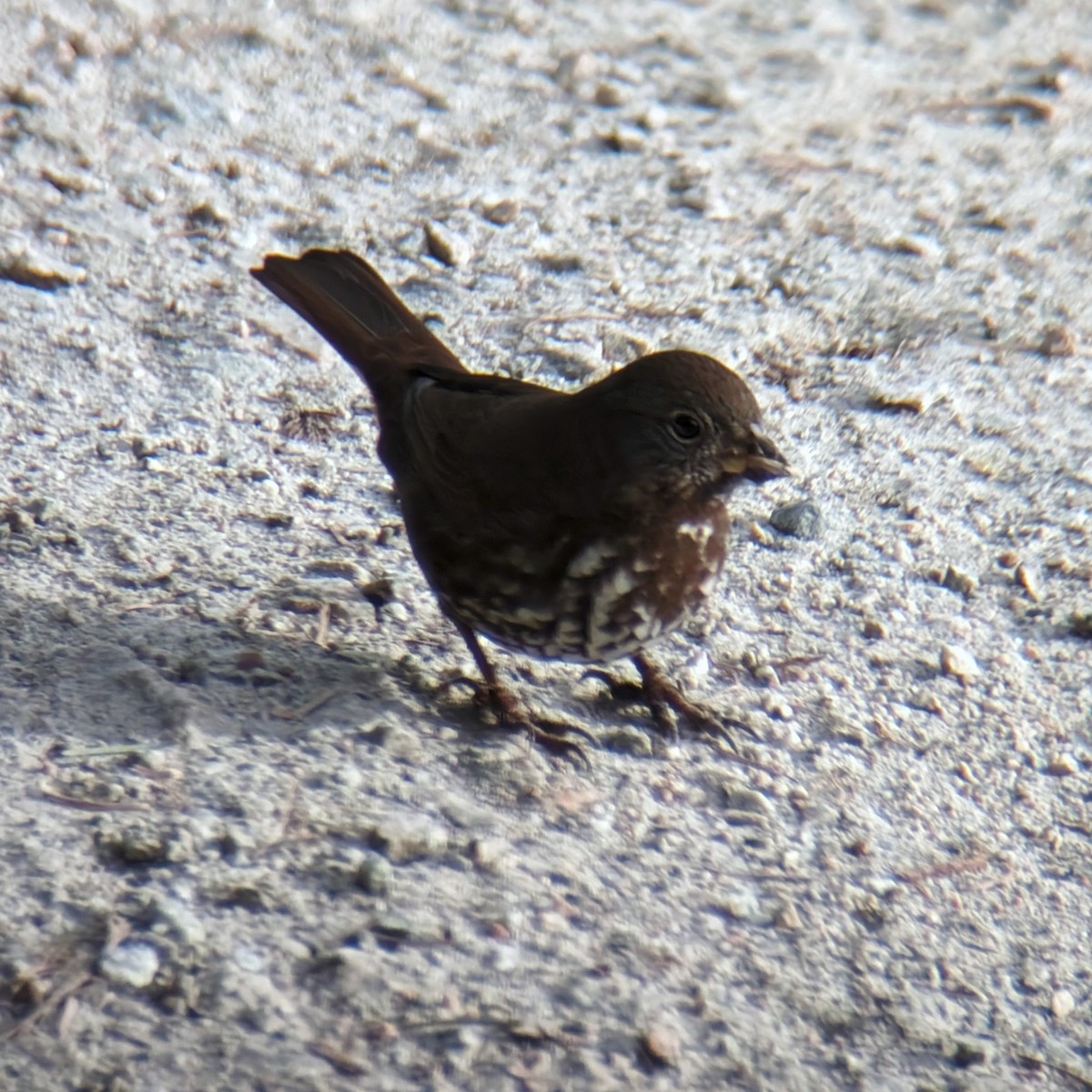 Fox Sparrow - ML613587814