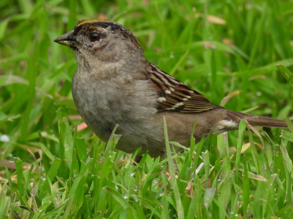 Golden-crowned Sparrow - Patti Northam