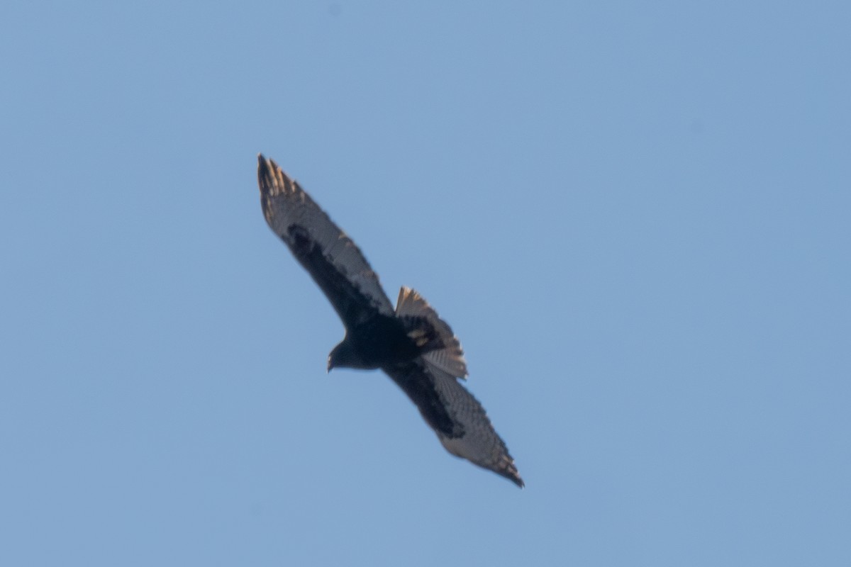 Red-tailed Hawk (Harlan's) - ML613587839