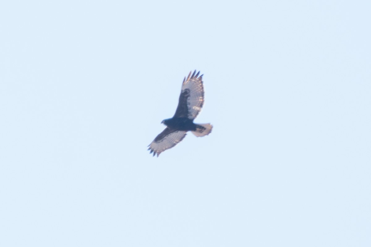 Red-tailed Hawk (Harlan's) - ML613587840
