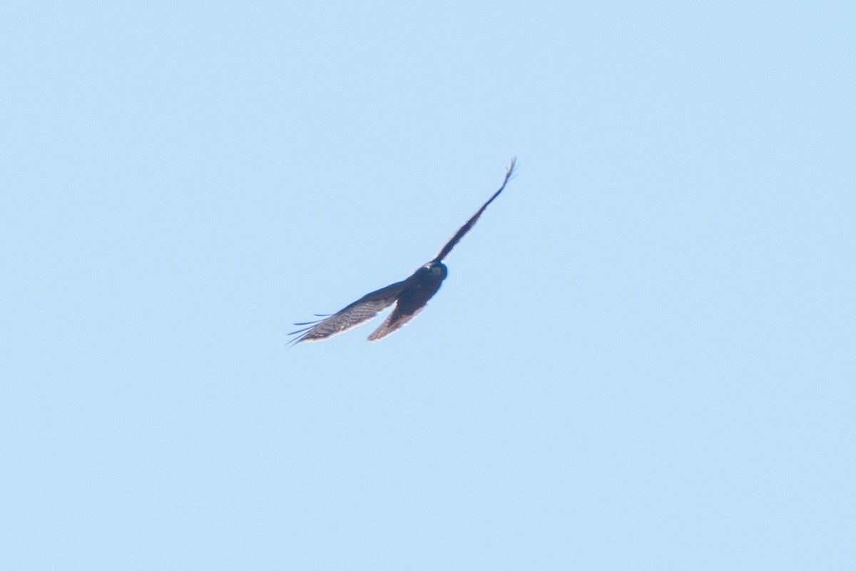 Red-tailed Hawk (Harlan's) - ML613587841