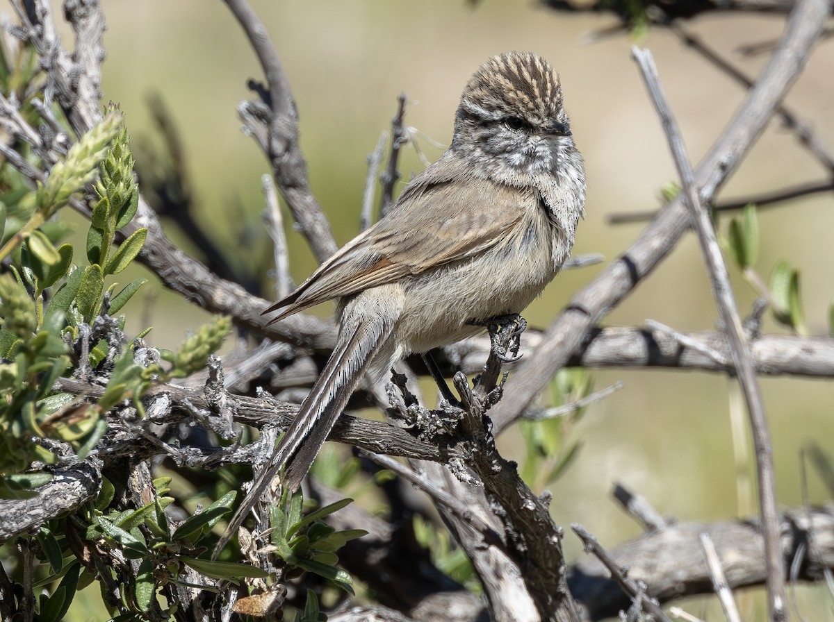 Plain-mantled Tit-Spinetail - ML613587851