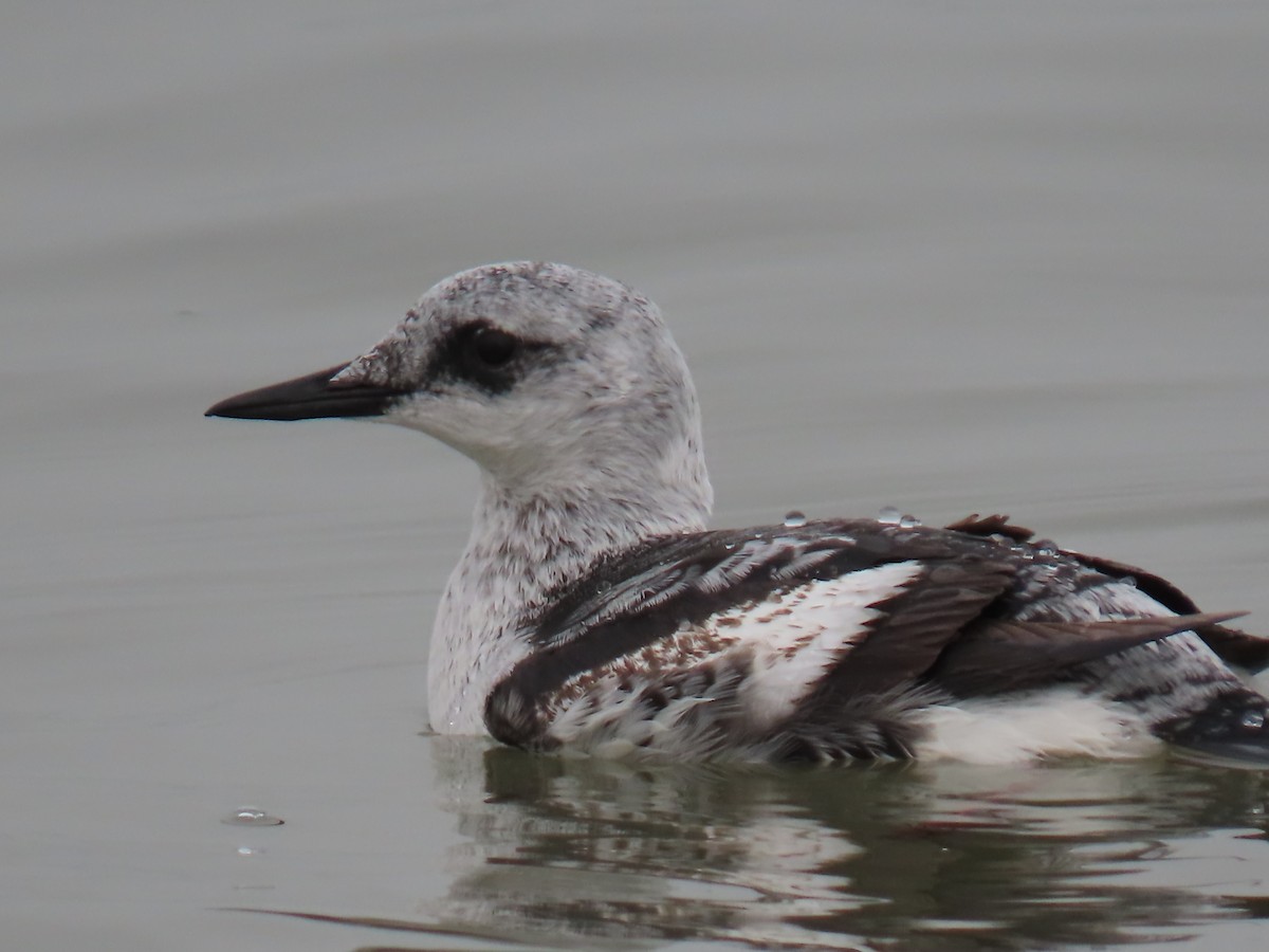 Black Guillemot - Bruce Murray