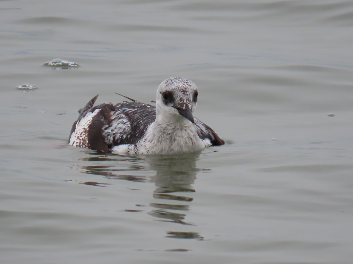 Black Guillemot - ML613587928