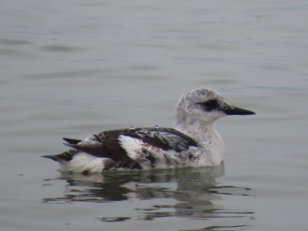 Black Guillemot - Bruce Murray