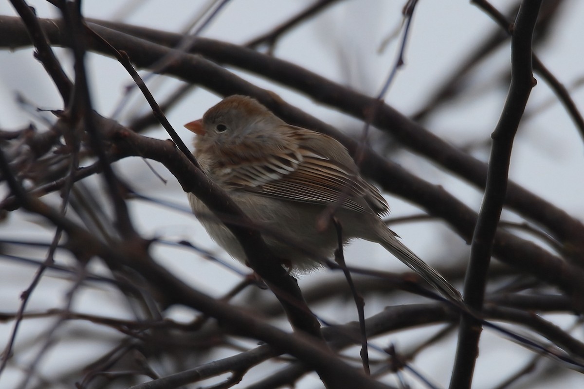 Field Sparrow - ML613587939
