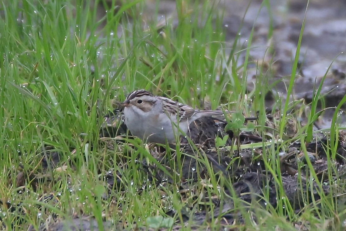 Clay-colored Sparrow - ML613587964