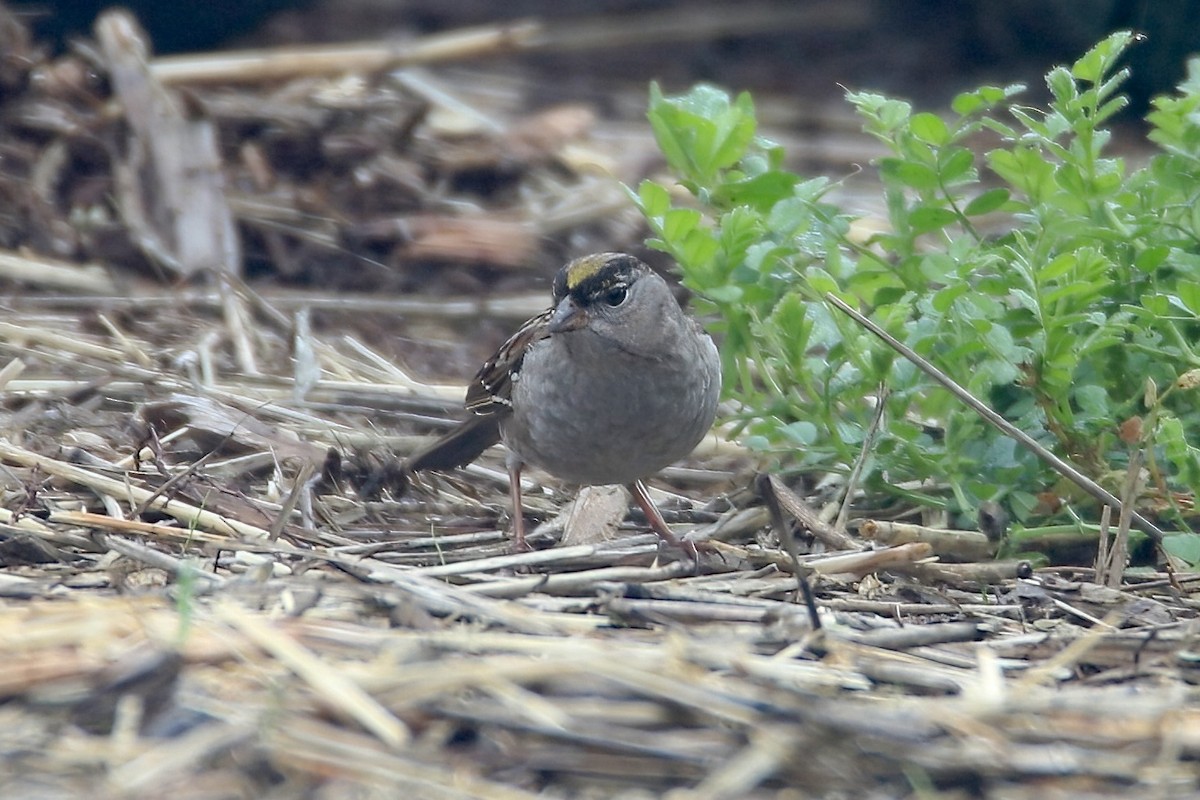 Golden-crowned Sparrow - ML613588034