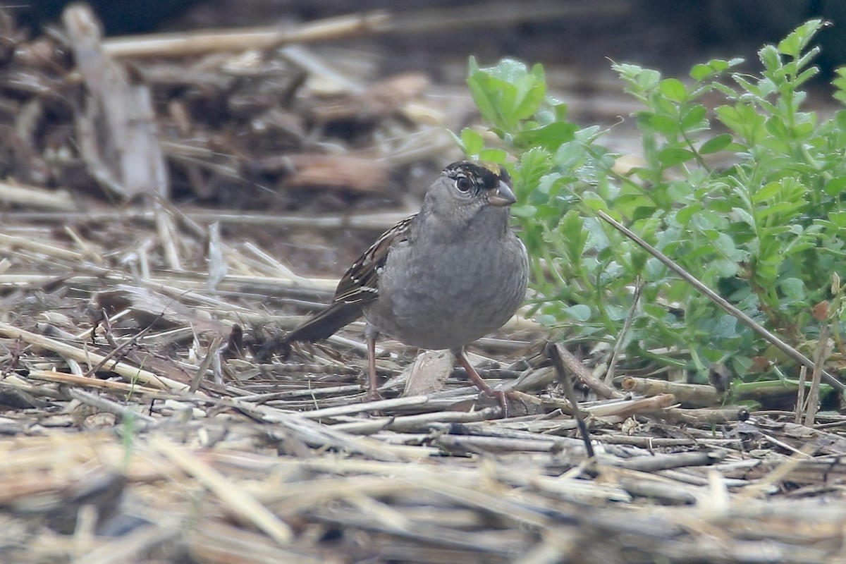 Golden-crowned Sparrow - ML613588035