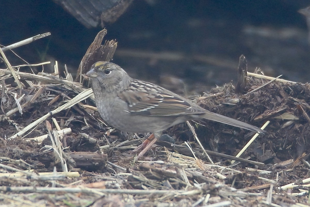 Golden-crowned Sparrow - ML613588036