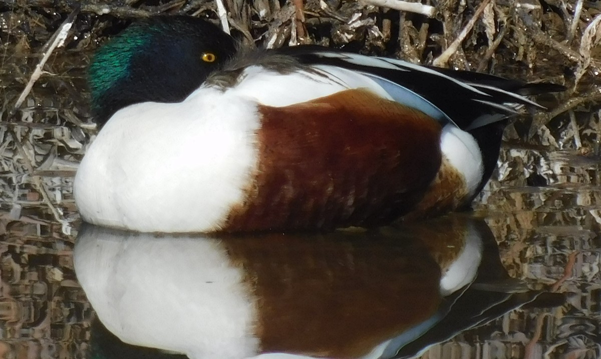 Northern Shoveler - ML613588041