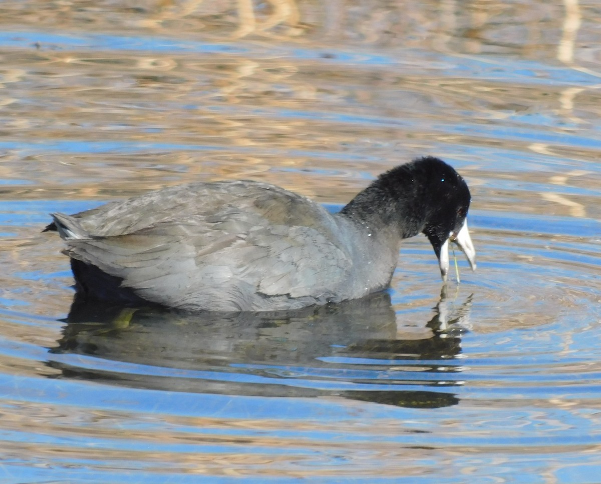 American Coot - ML613588052