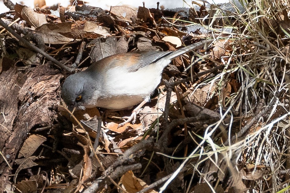 Yellow-eyed Junco - ML613588073