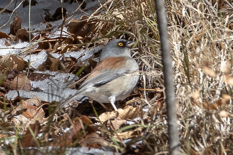 Yellow-eyed Junco - ML613588074