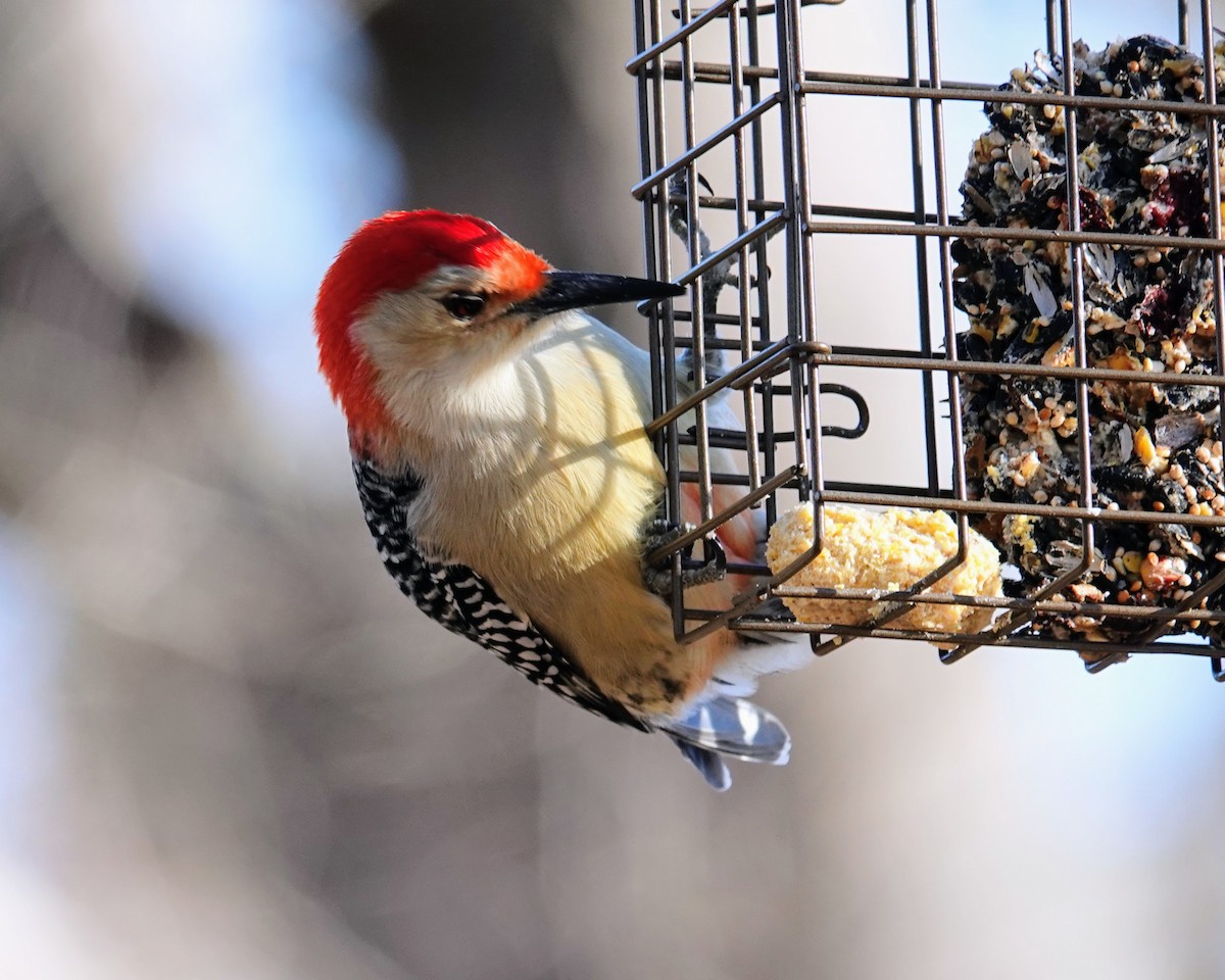 Red-bellied Woodpecker - Celeste Echlin