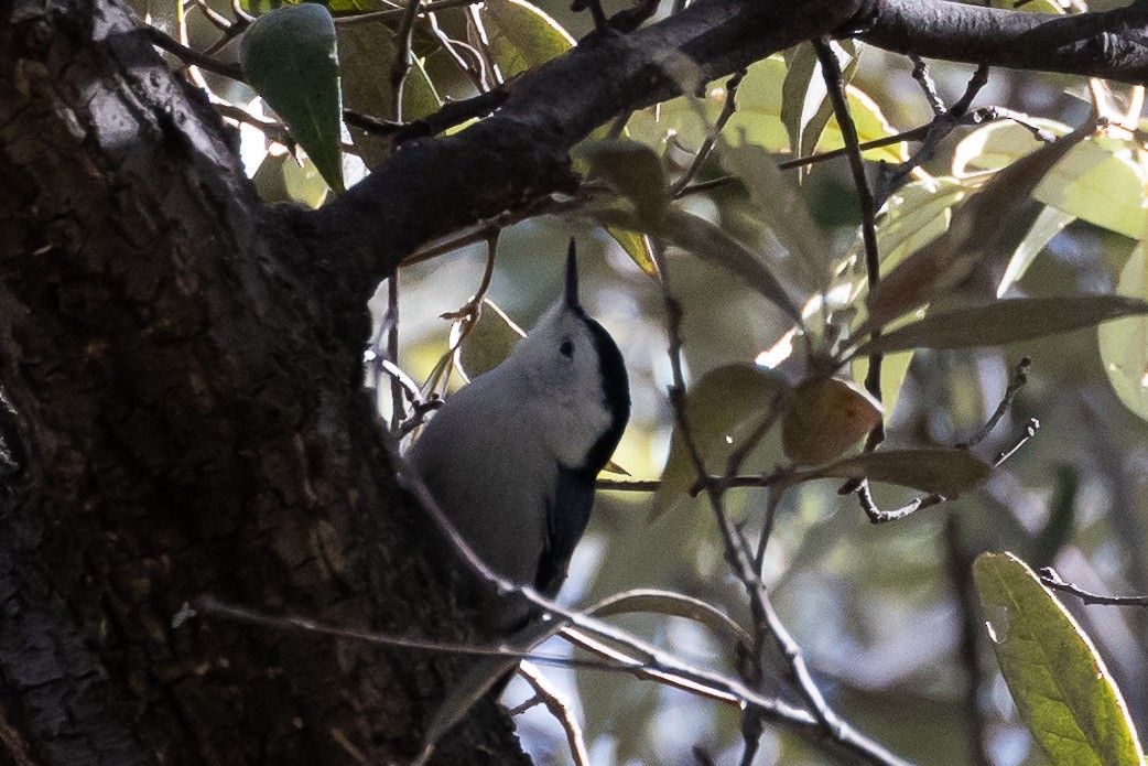 White-breasted Nuthatch - ML613588105