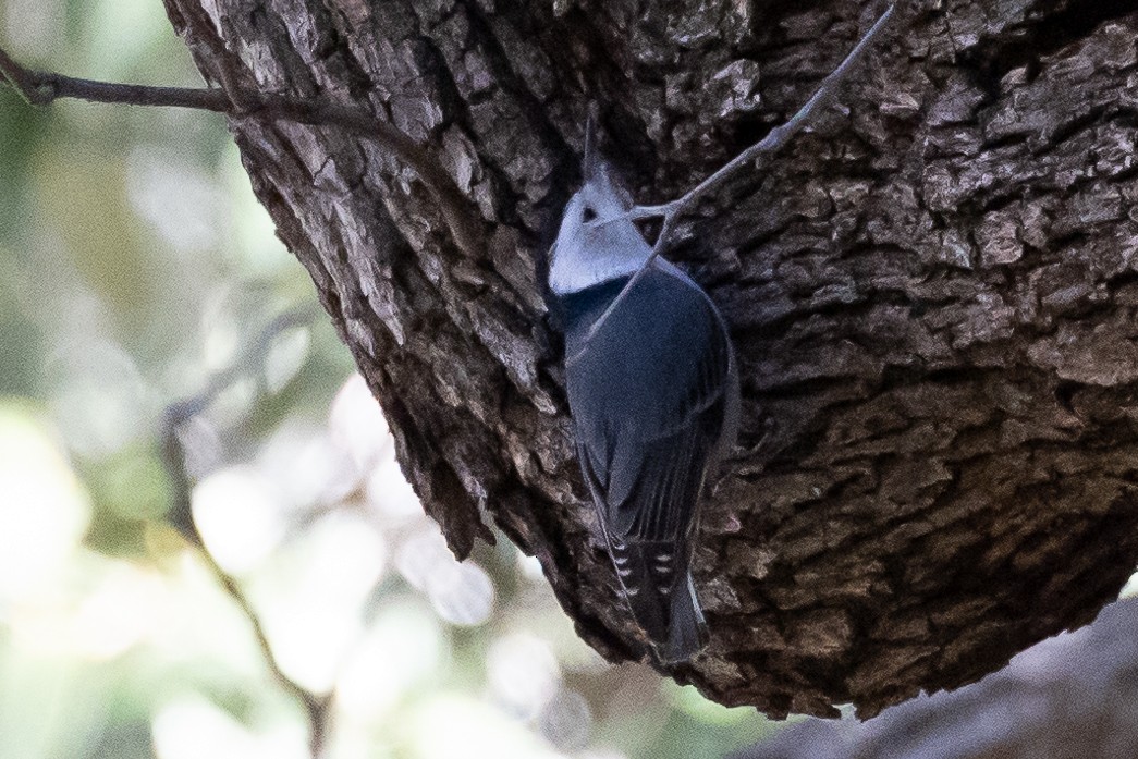 White-breasted Nuthatch - ML613588106