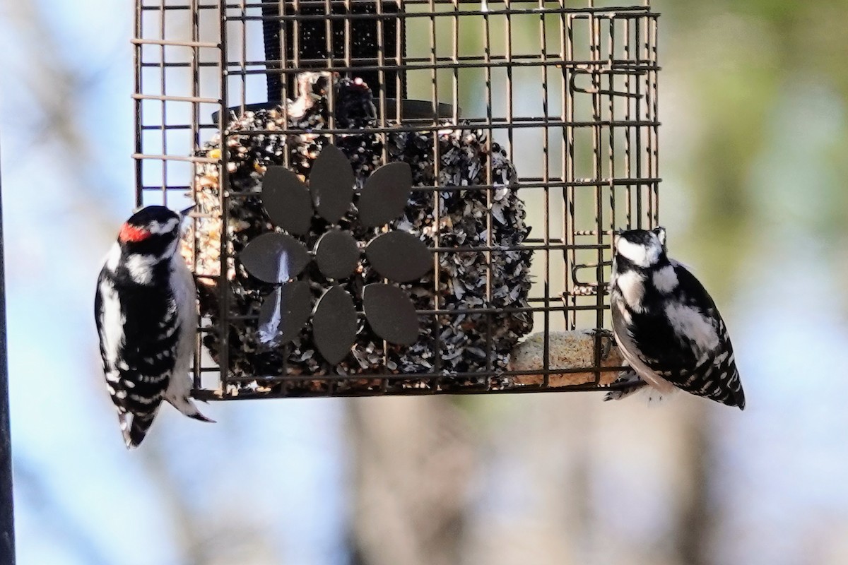 Downy Woodpecker - ML613588120