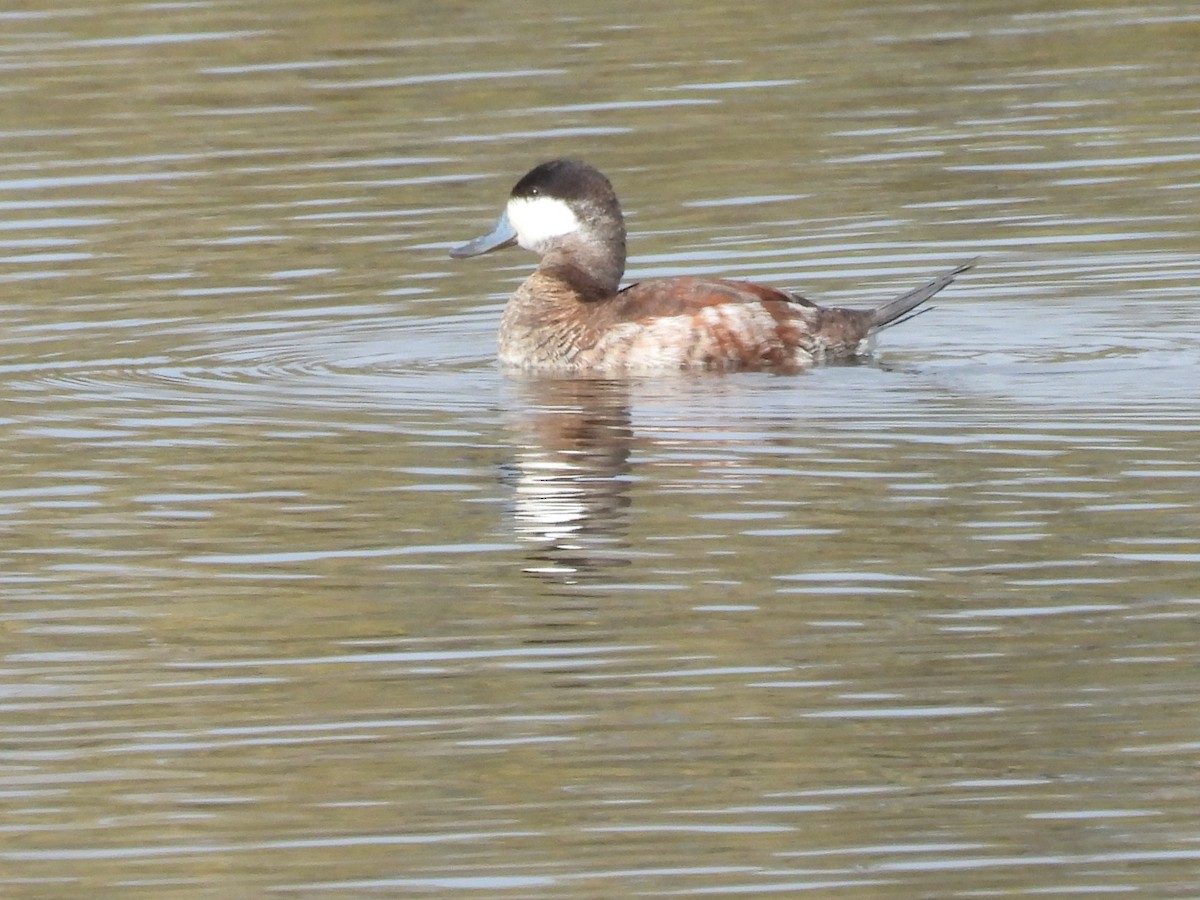 Ruddy Duck - ML613588135