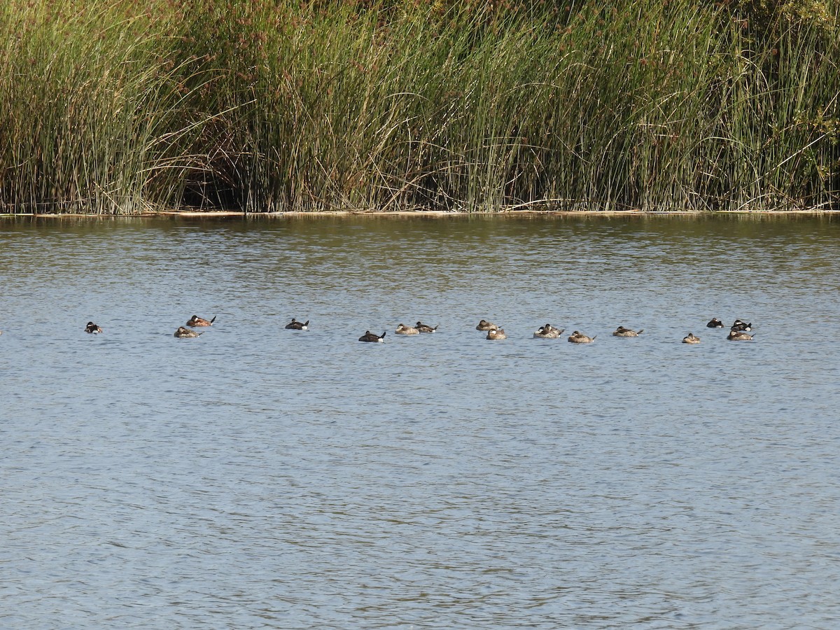 Ruddy Duck - ML613588136