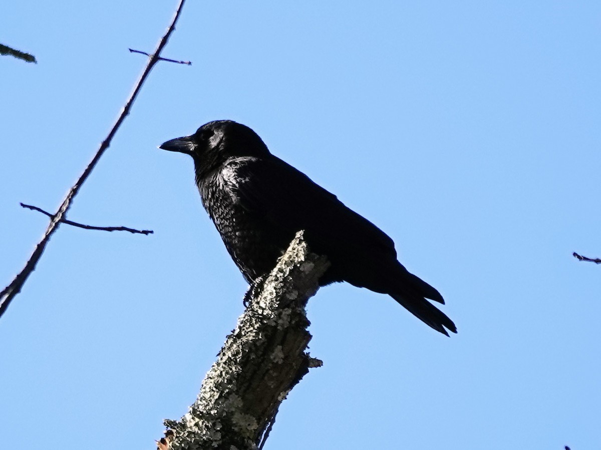 American Crow - Celeste Echlin